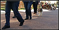 Cani  all'Outlet  18  -  2012