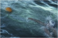 1983 - In acqua