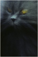 1985 - Cat