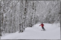 2022 - Nel bosco bianco