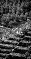 2001 - Ulivo 2