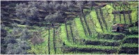 2001 - Verde 3